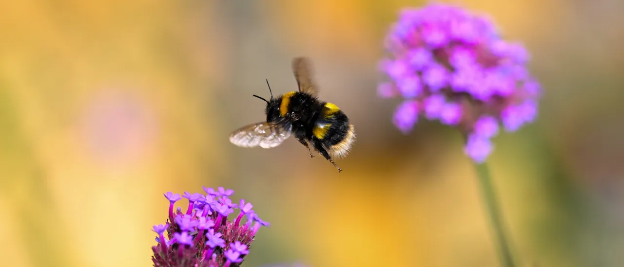 Minecraft Marks Pride Festival by Allowing You to Make Bees Gay