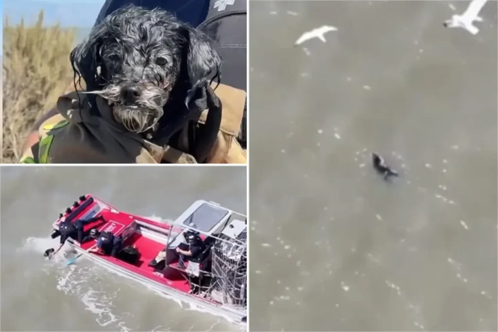 Missing dog discovered floating in SF Bay endures seagull assaults before dramatic rescue