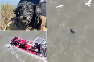 Missing dog discovered floating in SF Bay endures seagull assaults before dramatic rescue