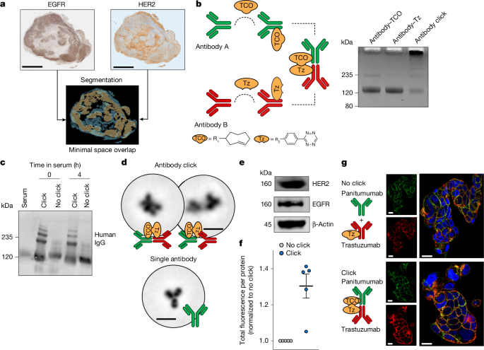 Modular in vivo antibody&ndash;ADC approach to counter drug resistance in tumors
