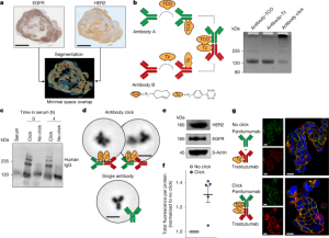 Modular in vivo antibody–ADC approach to counter drug resistance in tumors