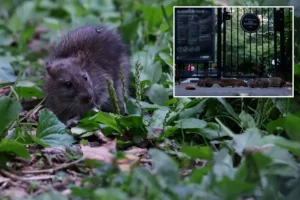 Neighborhood in NYC experiences 37% increase in rat sightings in 2026, despite a decline in reports across the city