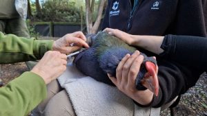New Zealand experienced its first case of bird flu and is now taking an uncommon measure to safeguard its native birds.