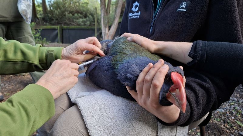 New Zealand experienced its first case of bird flu and is now taking an uncommon measure to safeguard its native birds.