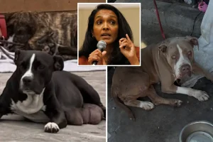 Nithya Raman receives criticism from advocates regarding animal abuse in Skid Row