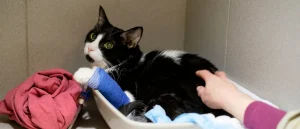 Nurse in Michigan Taken Into Custody Following Discovery of 73 Deceased Cats at Residence