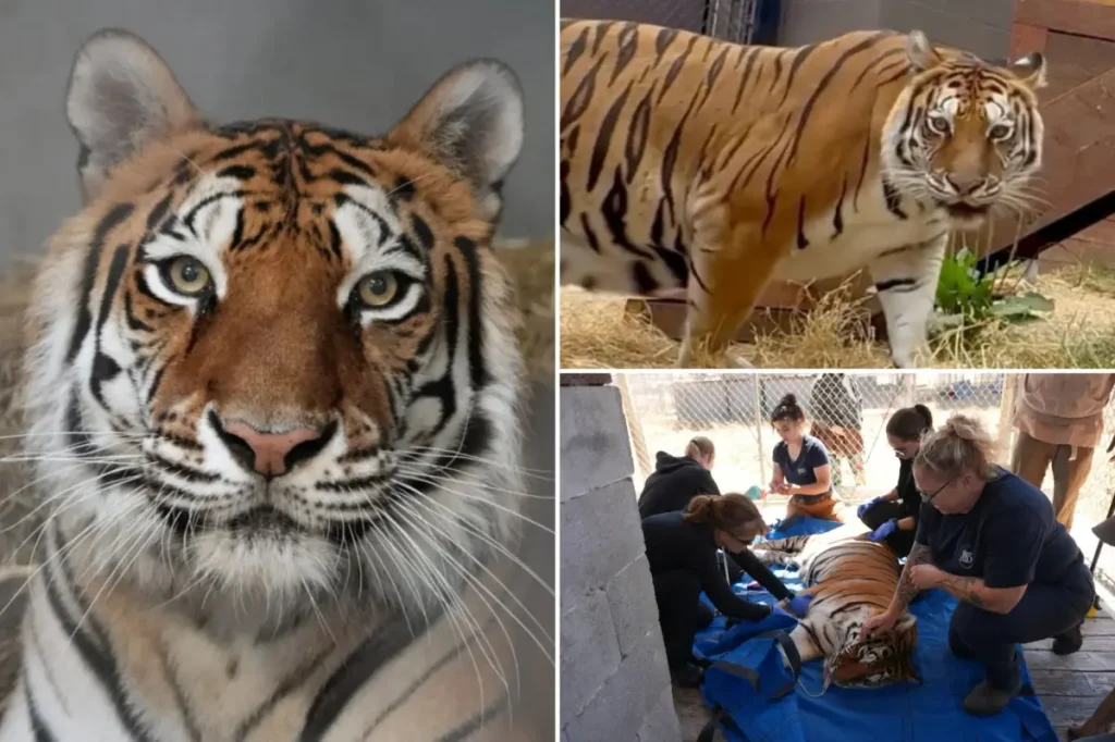 Oakland Zoo welcomes tiger saved from an abandoned Northern California location.