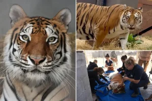 Oakland Zoo welcomes tiger saved from an abandoned Northern California location.