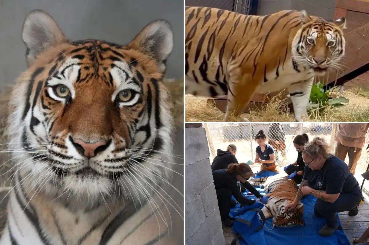 Oakland Zoo welcomes tiger saved from an abandoned Northern California location.