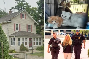 Over 155 animals rescued from a house filled with urine on Long Island: 'We will save them all'