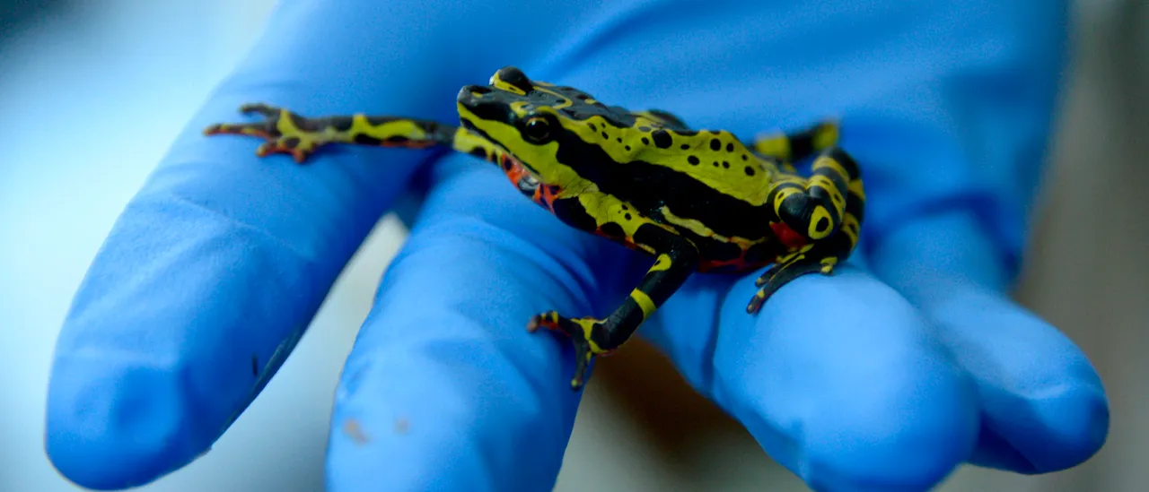 Pharmaceutical Companies Aim to Transform Toad Venom into a Successful Medication