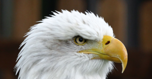 Photos: Bald Eagle 'Independence' Flies on Delta to Philadelphia for America 250 Celebrations