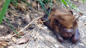 Rabid bat discovered close to UW campus in Seattle; public advised to seek medical attention after any contact