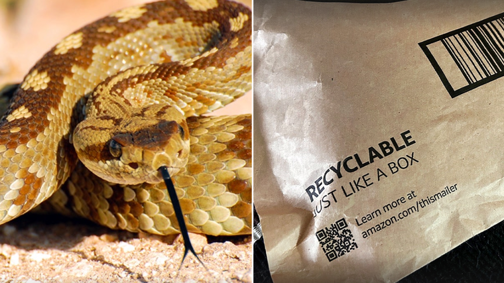 Rattlesnake discovered under an Amazon box bites girl in California