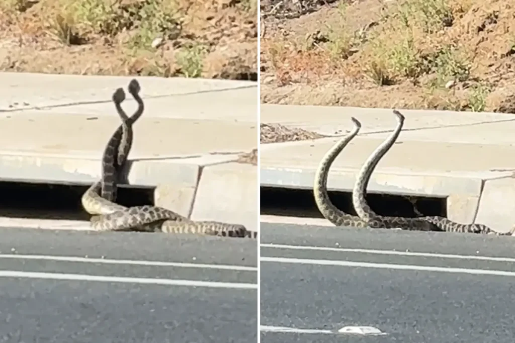 Rattlesnake encounter as California experiences an increase in activity