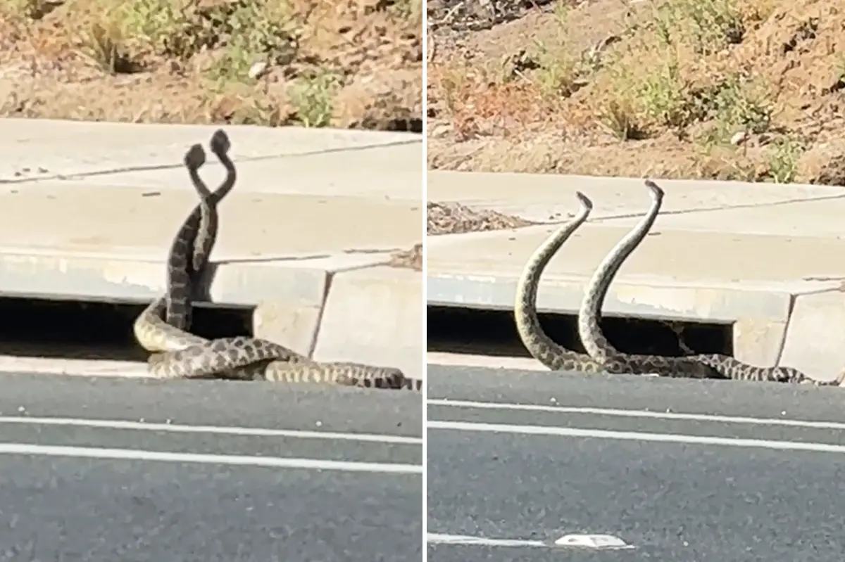 Rattlesnake encounter as California experiences an increase in activity