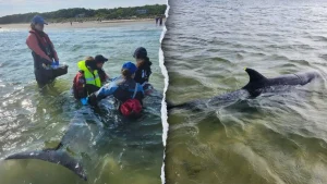 Record number of bottlenose dolphins rescued in Massachusetts