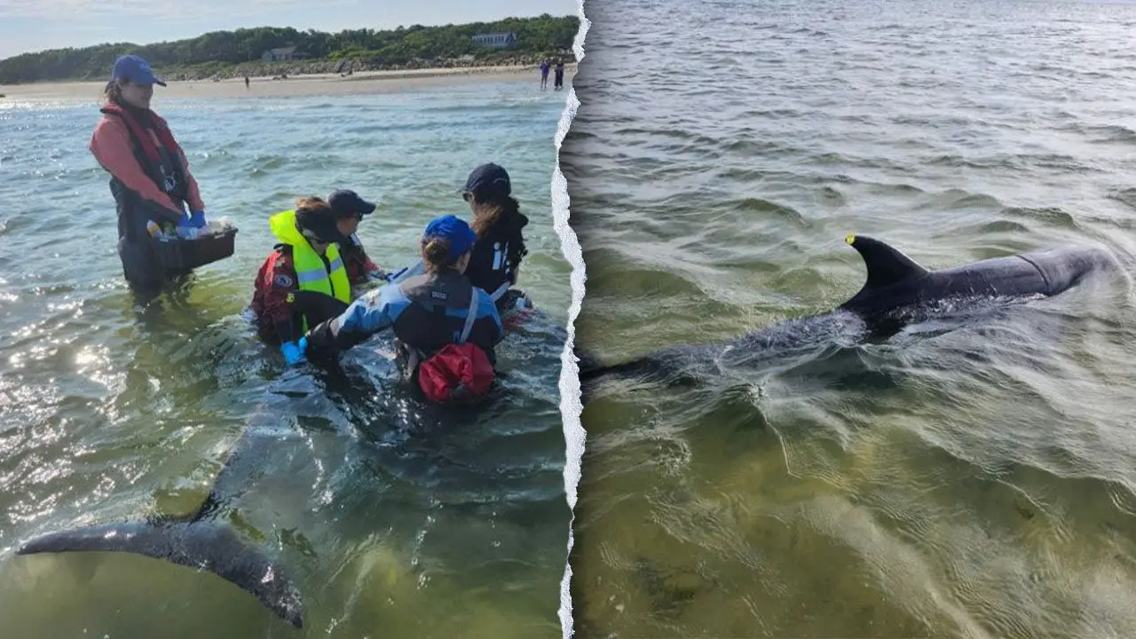 Record number of bottlenose dolphins rescued in Massachusetts