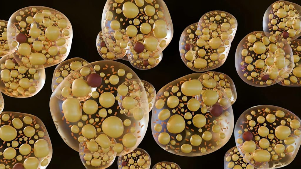 Researchers Have Discovered a Hidden Switch That Stops Fat Storage and Activates Fat Burning