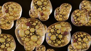 Researchers Have Discovered a Hidden Switch That Stops Fat Storage and Activates Fat Burning