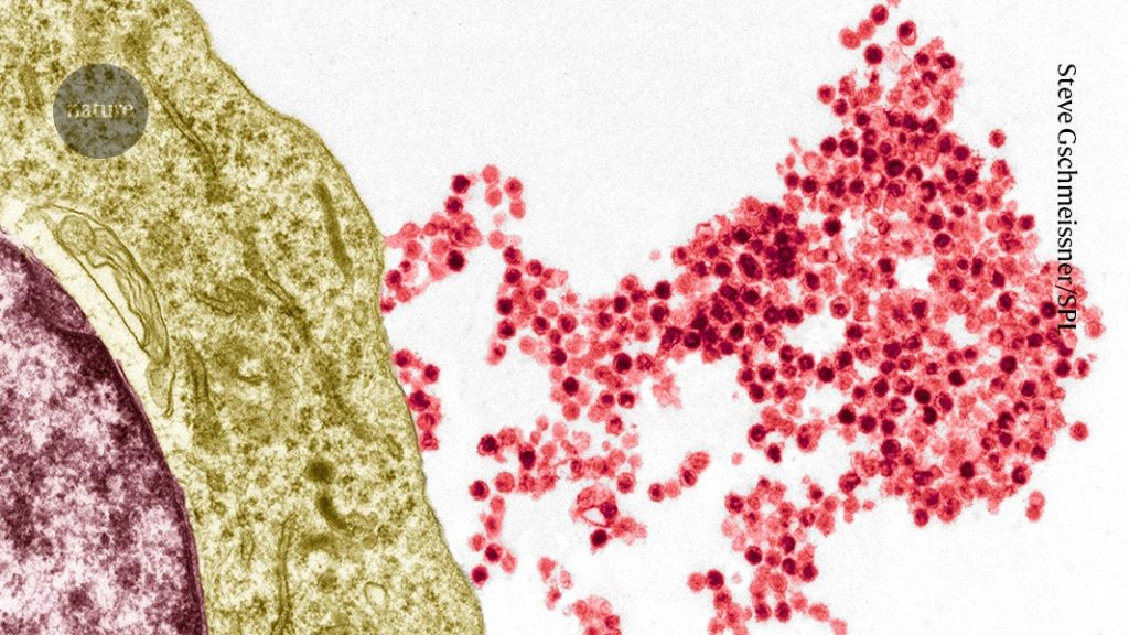 Researchers identify how a widespread virus leads to multiple sclerosis