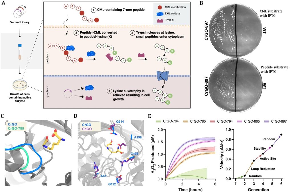 Reversing Aging in Human Tissue by Using a Special Enzyme to Eliminate AGEs