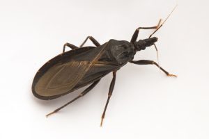 San Diego reports its first local Chagas case. Expert advises to be cautious.