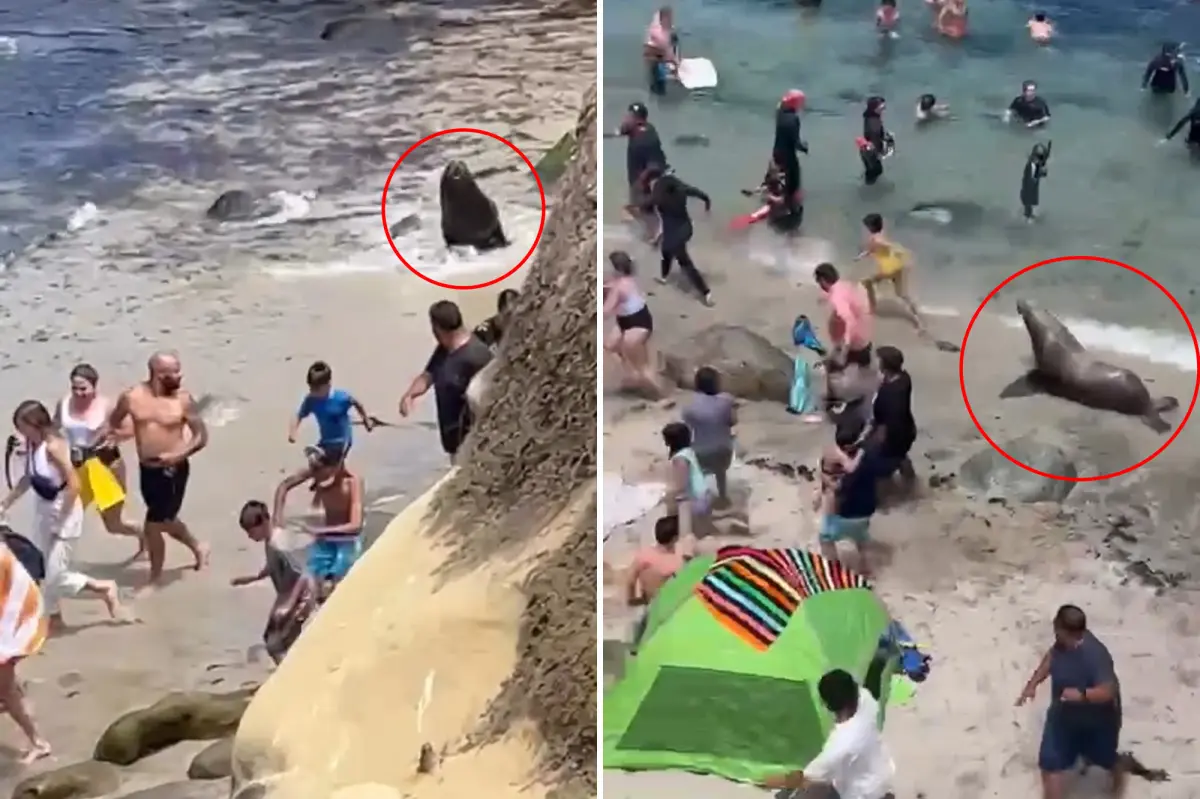Sea lions send tourists away from a busy California beach