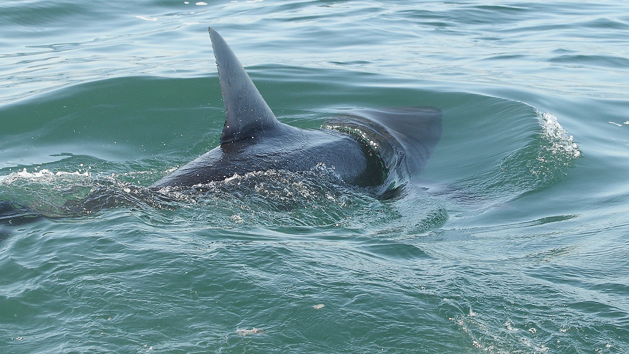 Shark sightings raise beach concerns after a swimmer is bitten during summer increase.
