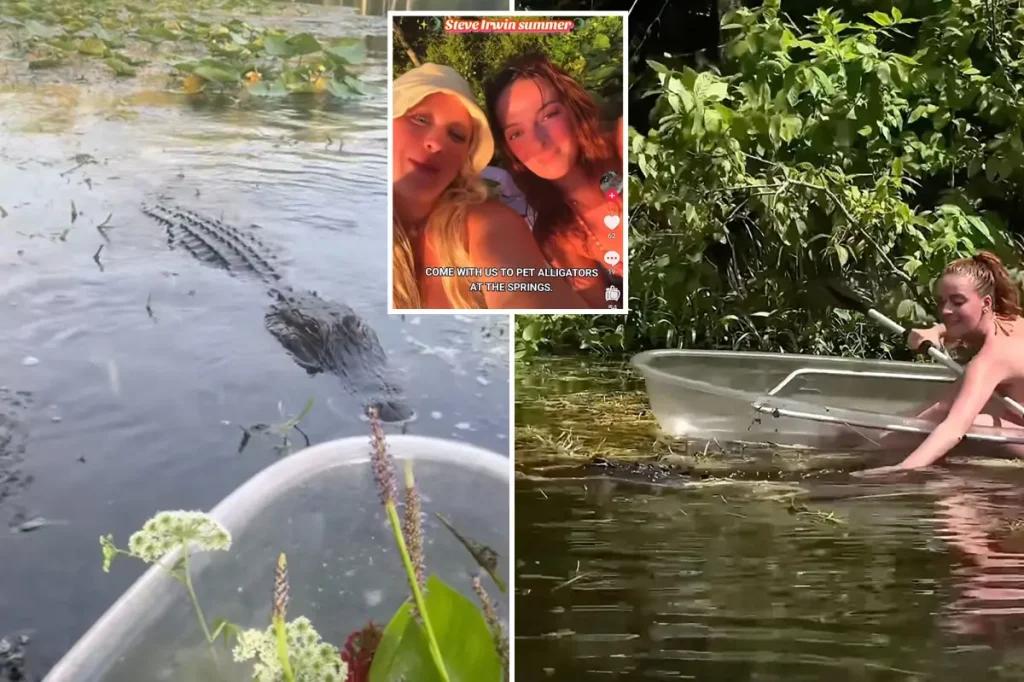Slow-witted influencers keep pet alligators days after fatal attack