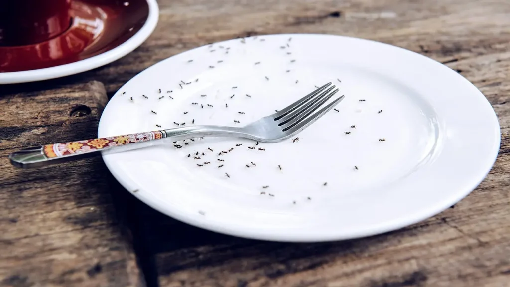 South Korean Michelin restaurant faced charges for serving ants on sorbet