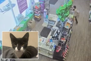 Suspect in Maryland bank robbery reportedly used a stolen kitten during the crime
