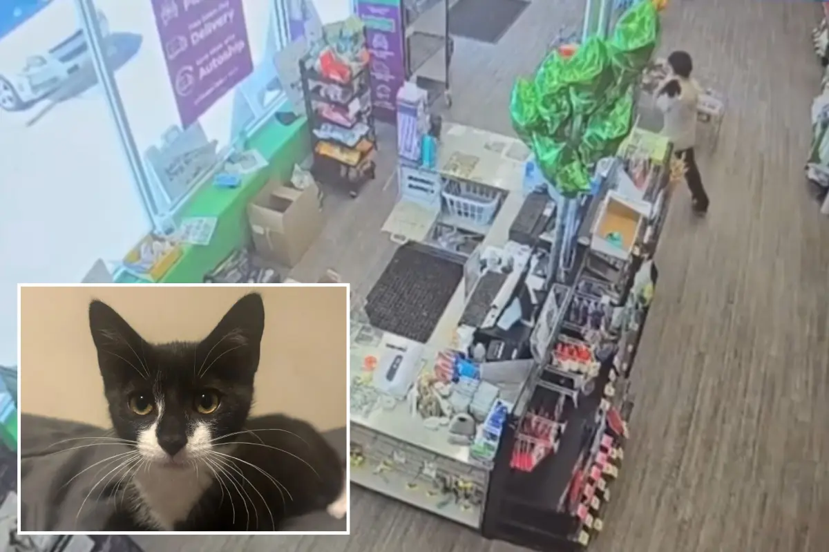 Suspect in Maryland bank robbery reportedly used a stolen kitten during the crime