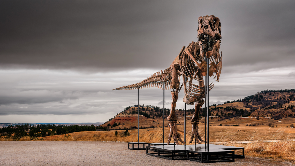 T. rex skeleton Gus sells for a historic $50 million at auction