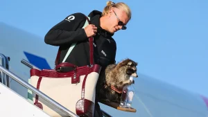 The demand for taxidermied raccoons is reaching new heights due to Norwegian soccer player Erling Haaland.