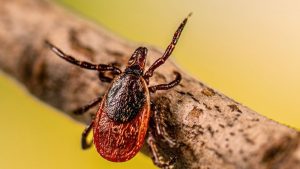 The problem with bugs is getting more serious.