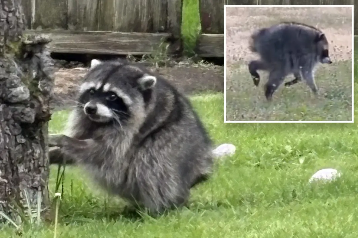 The unfortunate reality of Jimothy, Seattle's widely popular raccoon