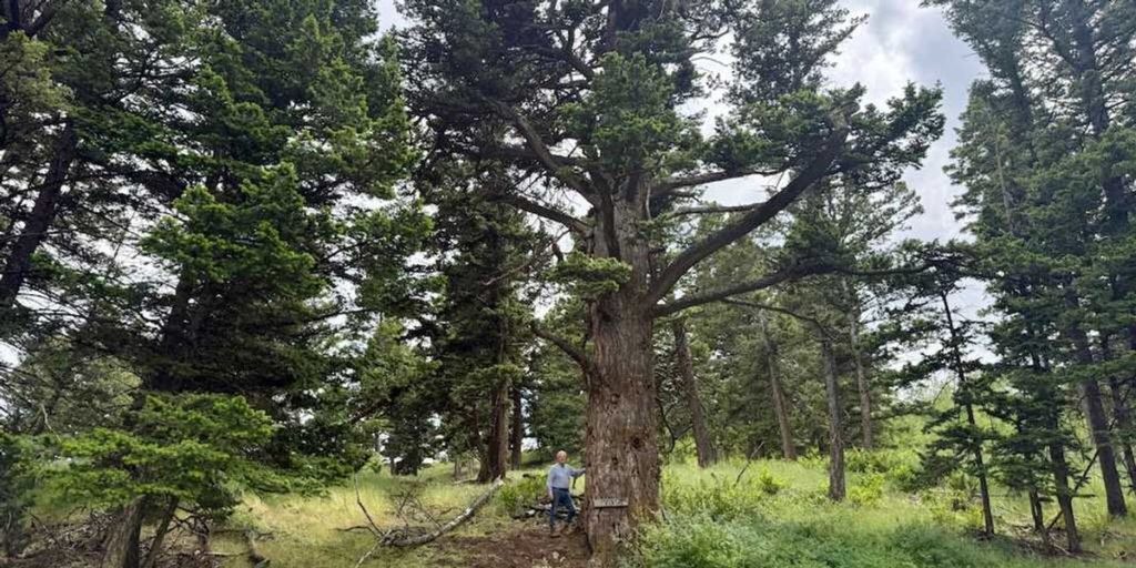 Think about the lilies — and an old fir tree from Montana