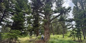 Think about the lilies — and an old fir tree from Montana