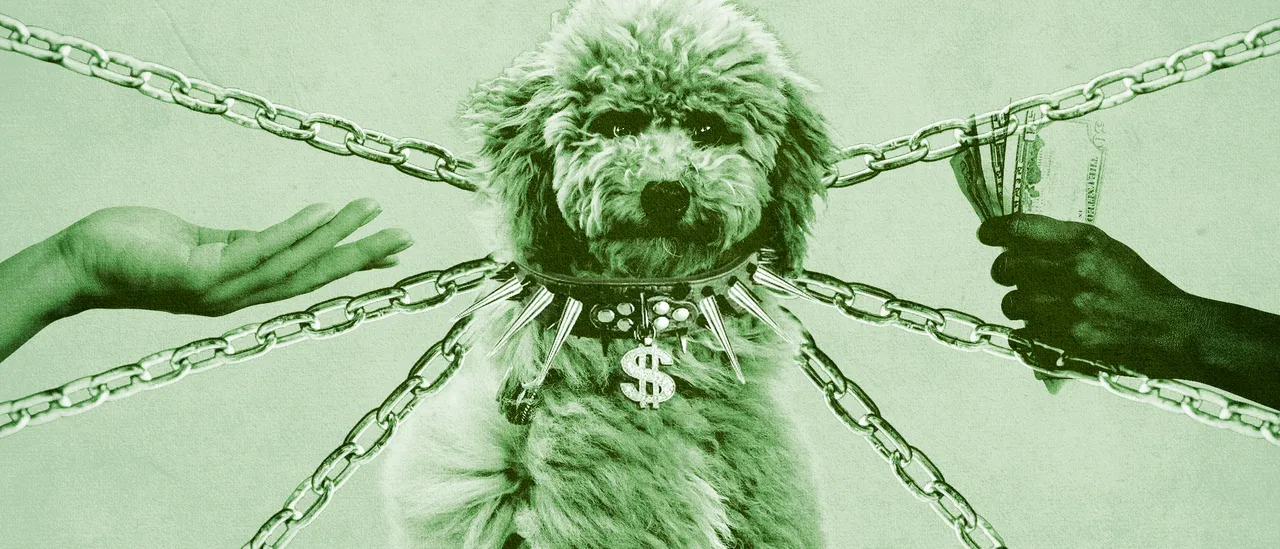 Trump&rsquo;s FTC Looks into Veterinary Mergers as Pet Care Prices Rise