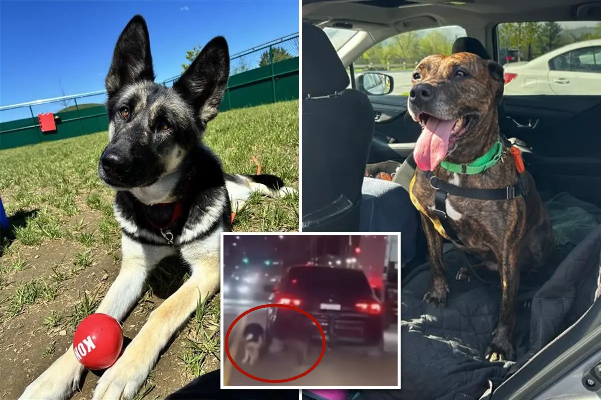 Two dogs pulled by an unfeeling owner behind a car on a New York City street have now healed and are prepared for adoption.