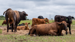 USDA includes 10 companies in the Product of USA label for meat and poultry