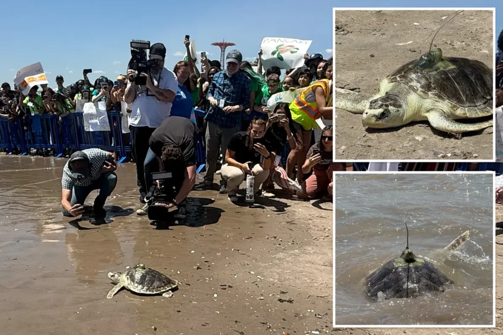 Very rare sea turtle comes back to New York waters after recovering from injury