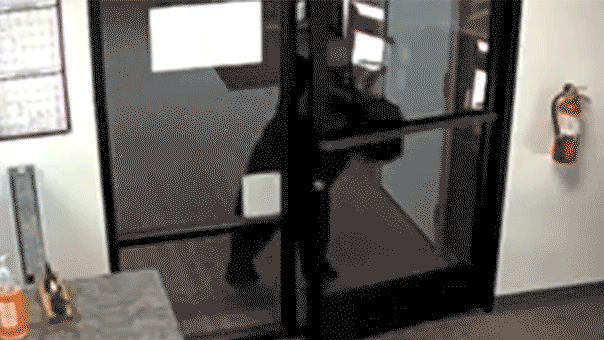 Video shows black bear entering county office by opening the door in California