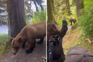 Video shows the intense encounter between a group of hikers in Alaska and a grizzly bear on a trail.