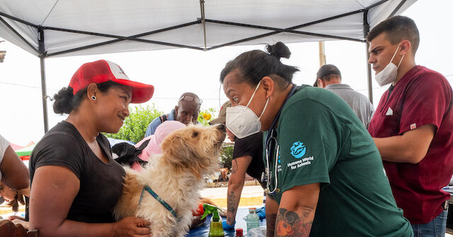 Volunteers for Animal Rights Care for Hundreds of Pets Affected by Earthquakes in Venezuela