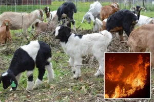 Wage adjustments in California are expected to drive wildfire-fighting goats out of work, according to their owners.