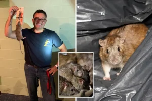 Ways to prevent rats in New York City