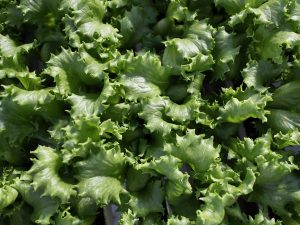 What is cyclospora? Symptoms of diarrhea and foods connected to the outbreak in the US