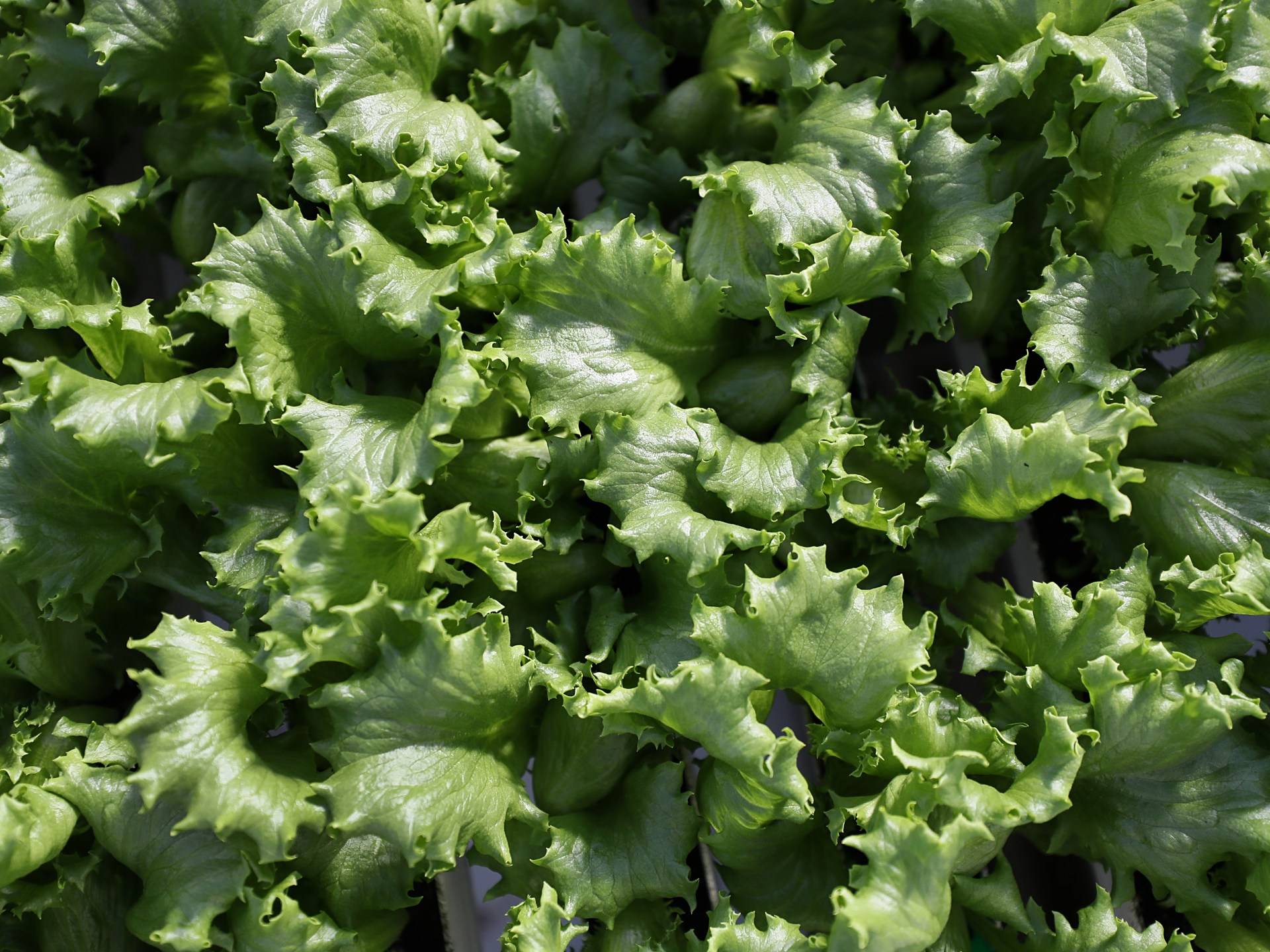 What is cyclospora? Symptoms of diarrhea and foods connected to the outbreak in the US